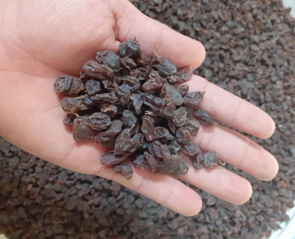 پخش و فروش عمده کشمش و مویز حشمتی در شهرکرد